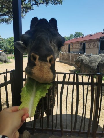 Zdjęcie WhatsApp 2025-07-30 o 09.25.59_806c6737